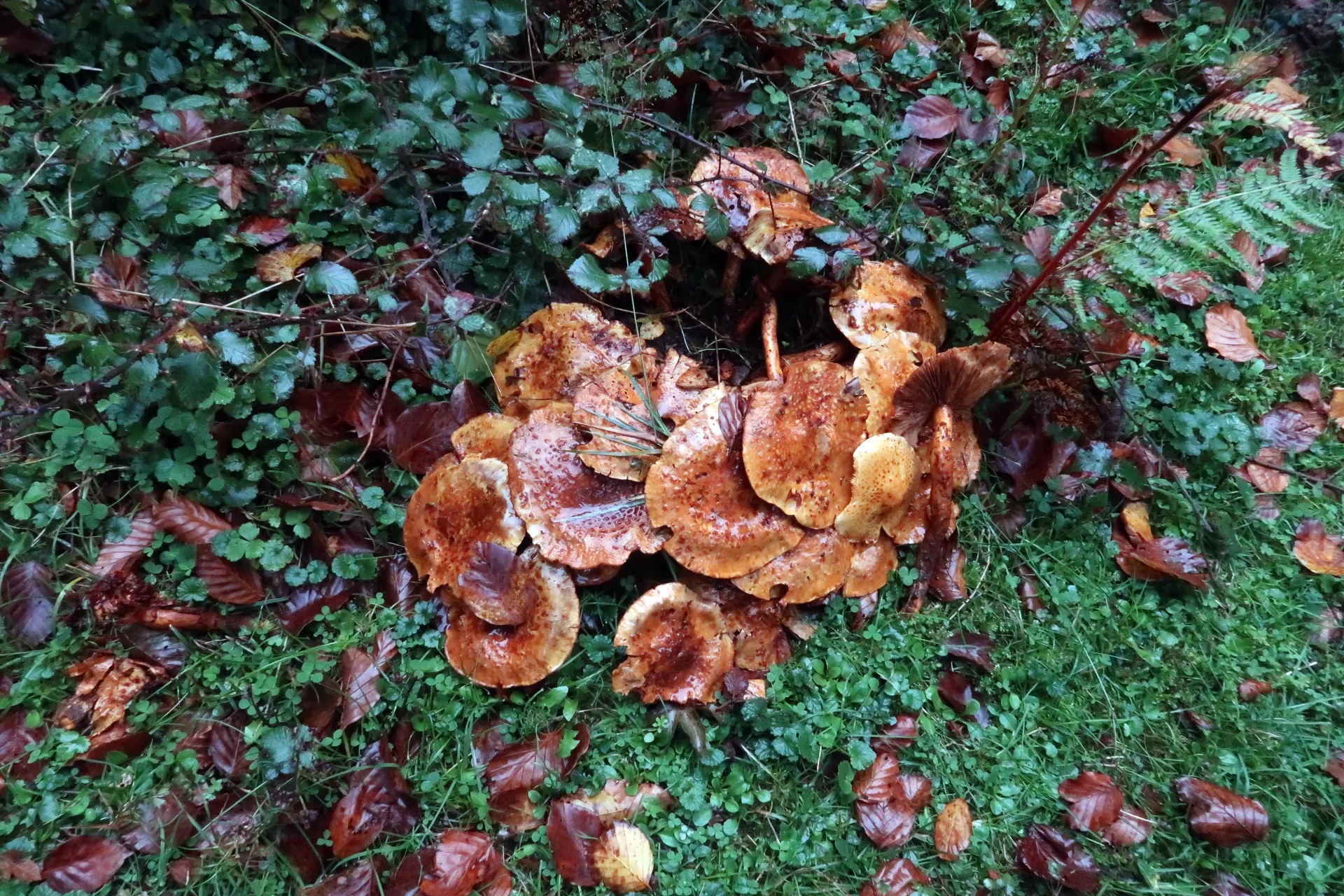 Pholiota jahnii - 1 - IMG_3976